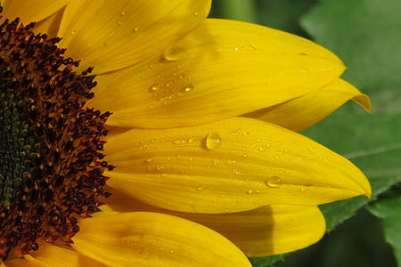 macro photography of sun flower thumbnail