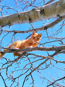 orange tabby cat on tree branch under blue skies during daytime thumbnail