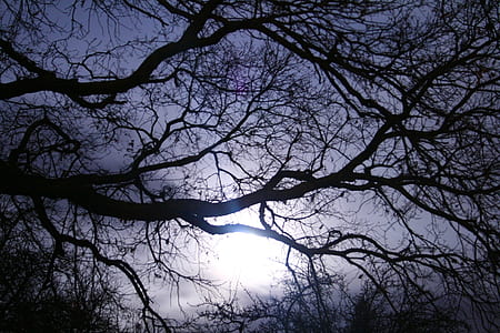 down angle photo of bare tree thumbnail