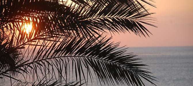 silhouette palm tree thumbnail