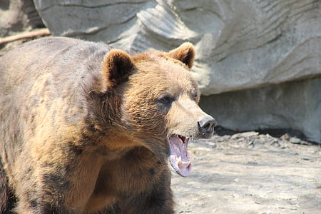 grizzly bear walking near gray concrete rock formation thumbnail