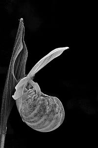 grayscale photo of flower thumbnail