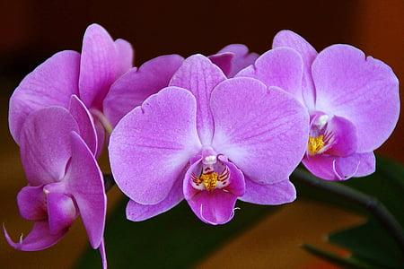 closeup photo of pink moth orchid thumbnail