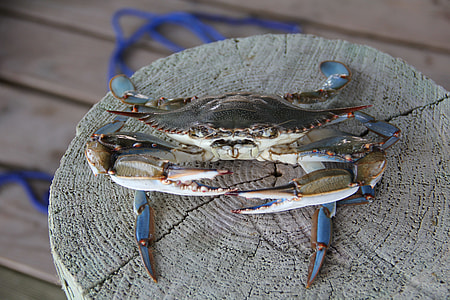 gray crab on stump thumbnail