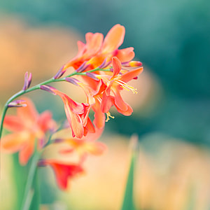 focus photography of orange Freesia flower at daytime thumbnail