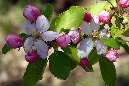 Pink flowers of a crabapple tree. thumbnail