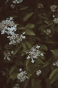 closeup photo of white petaled flowers thumbnail