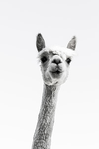 grayscale photo of lama thumbnail
