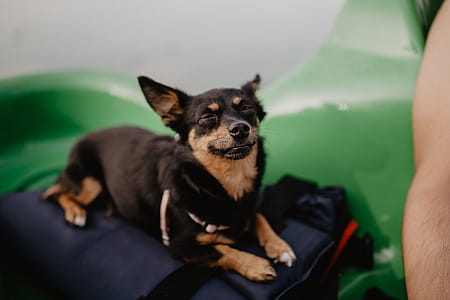 Happy dog in a kayak thumbnail