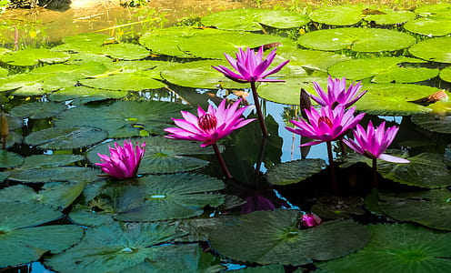 pink lily flower on bloom at daytime thumbnail