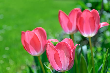 Focus Photography Pink Tulips thumbnail