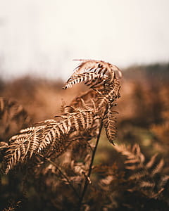 photo of dried fern plant thumbnail