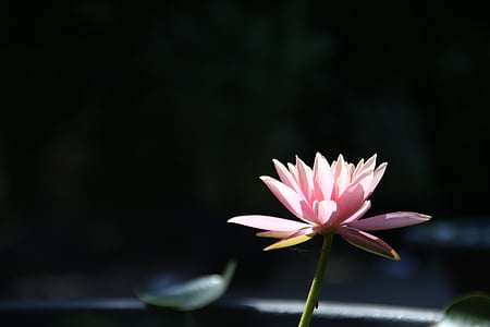 pink lotus flower thumbnail