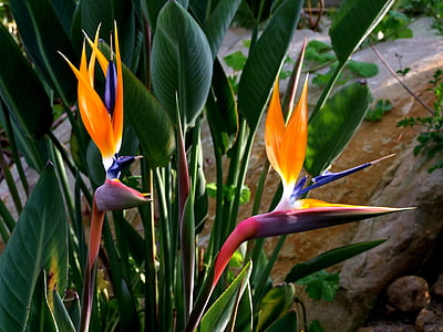 two orange-and-purple bird-of-paradise flowers in bloom thumbnail