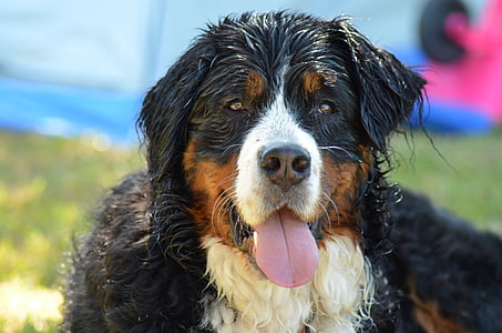 Bernese mountain dog thumbnail