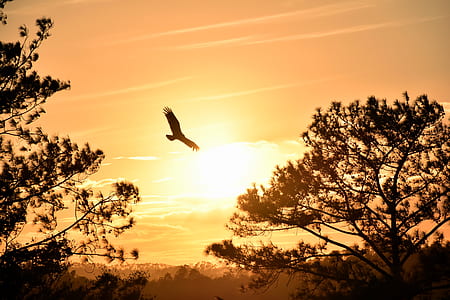 low angle and silhouette photography of flying eagle above trees thumbnail