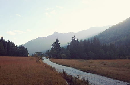 road near forest thumbnail