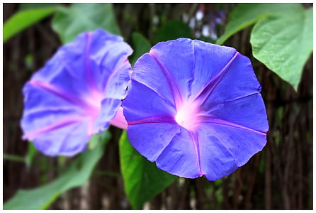 two purple morning glory thumbnail