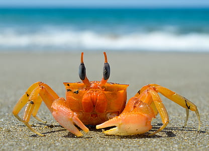 brown and black crab on sand thumbnail