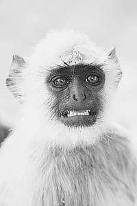grayscale photo of monkey thumbnail