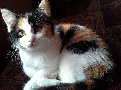 closeup photo of calico cat thumbnail