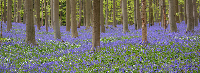 brown tree trunks near surrounded by purple flowers thumbnail