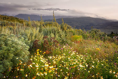 field of flowers thumbnail