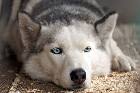 black and white Siberian Husky lying on wooden surface filled with wood powders thumbnail
