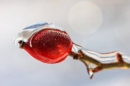 red fruit with water dew thumbnail