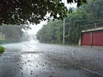 concrete street with trees beside gate during rainy day time thumbnail