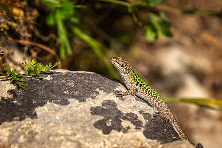 selective focus photo green and brown gecko thumbnail