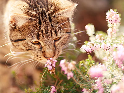 tabby cat smelling pink clustered petal flower thumbnail