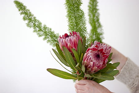 person holding pink Protea flowers thumbnail