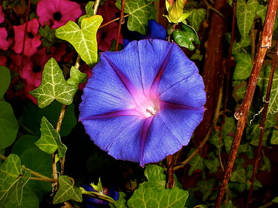 purple morning glory flower thumbnail