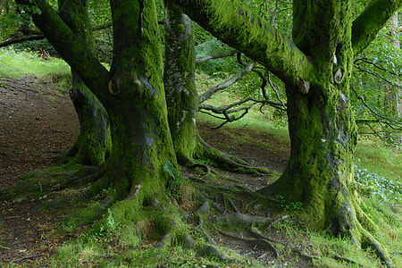 trees coated with moss thumbnail