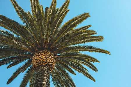 low angle photo of palm tree thumbnail
