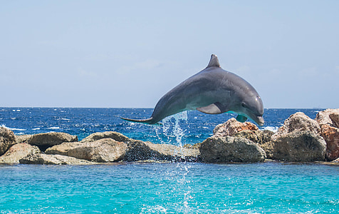 dolphin leaping on water thumbnail