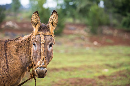 photography of horse thumbnail