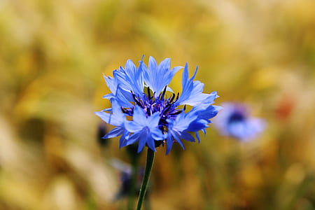 blue petaled flower plant thumbnail