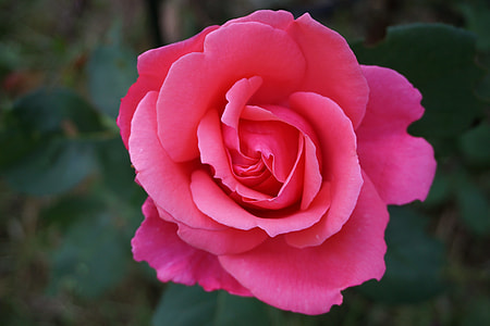 closeup photo of red rose thumbnail
