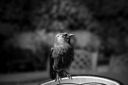 grayscale photo of crow perched on bar thumbnail