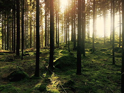 forest during daytime thumbnail