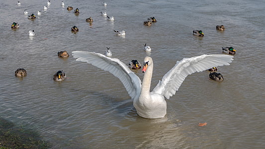 white swan with ducklings on water thumbnail