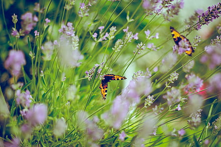 photo of two butterflies on flowers thumbnail