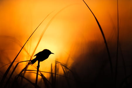 silhouette of bird perched on grass thumbnail