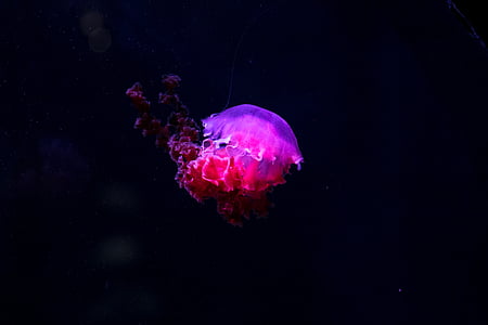 photo of pink and red jellyfish thumbnail