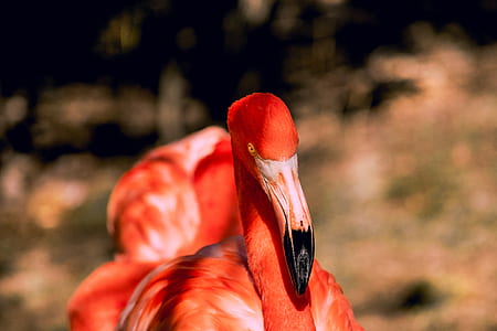 flamingo during daytime thumbnail