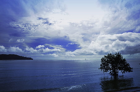 tree on body of water under skies at daytime thumbnail