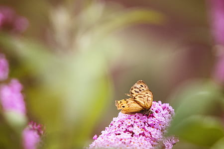 nature, flowers, petals, blur thumbnail