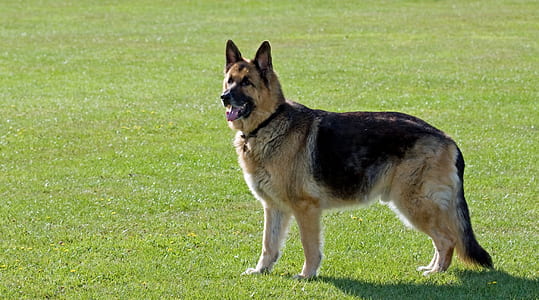 adult standard German shepherd standing on green grass field thumbnail
